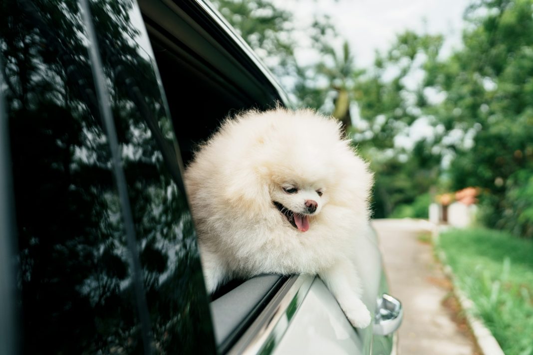 Muhammad Harfoush Explains How To Recognize Heatstroke in Cats and Dogs