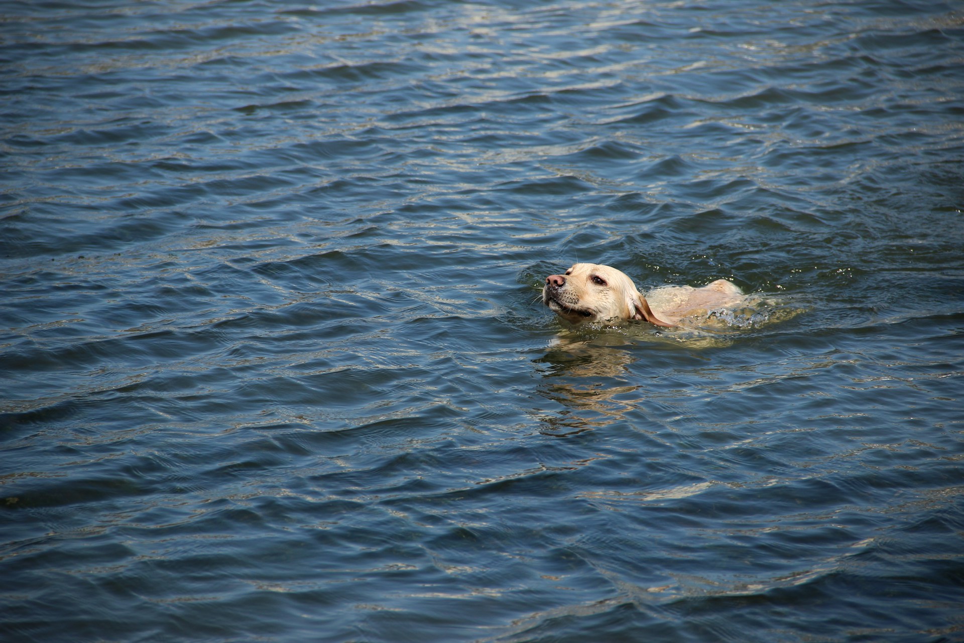 Muhammad Harfoush Heatstroke in Cats and Dogs