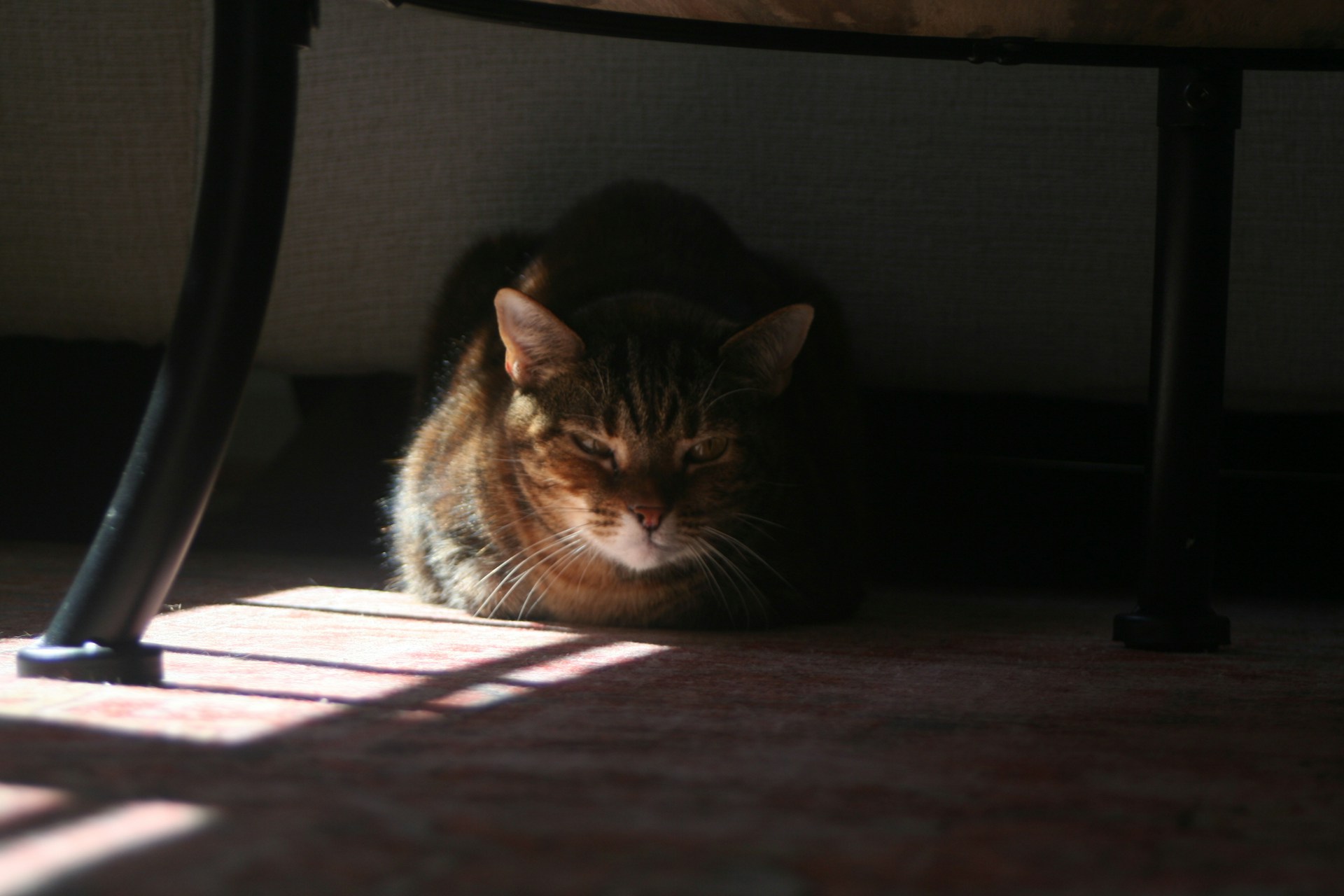 muhammad_harfoush_cat_heatstroke2